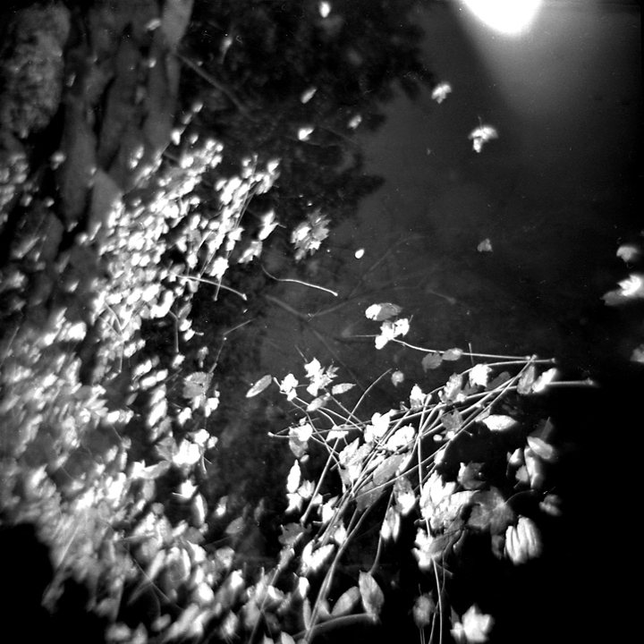 Night branches and pale leaves over dark water with a single light above, grainy black and white — a source and its reflection held in one frame.